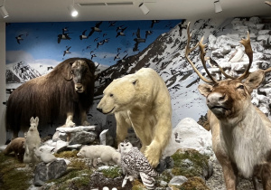 zwierzęta - wystawa w muzeum przyrodniczym